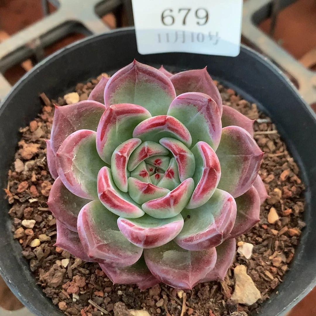 【闪购商品】云679号