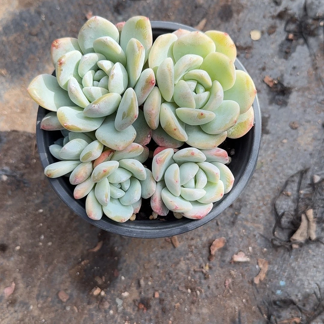 四头冰玉多肉植物精品