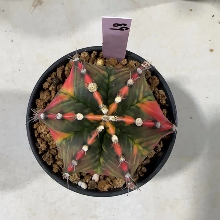 ?***✨泰國米哈89-0124