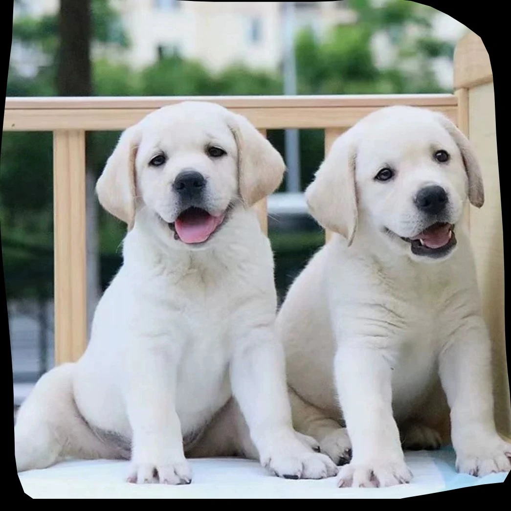 拉布拉多幼犬白色黑色血统导盲犬活体大型宠物狗