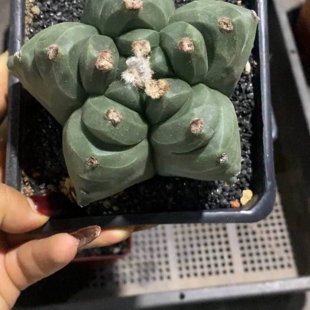 自根龟甲鸾凤玉一颗