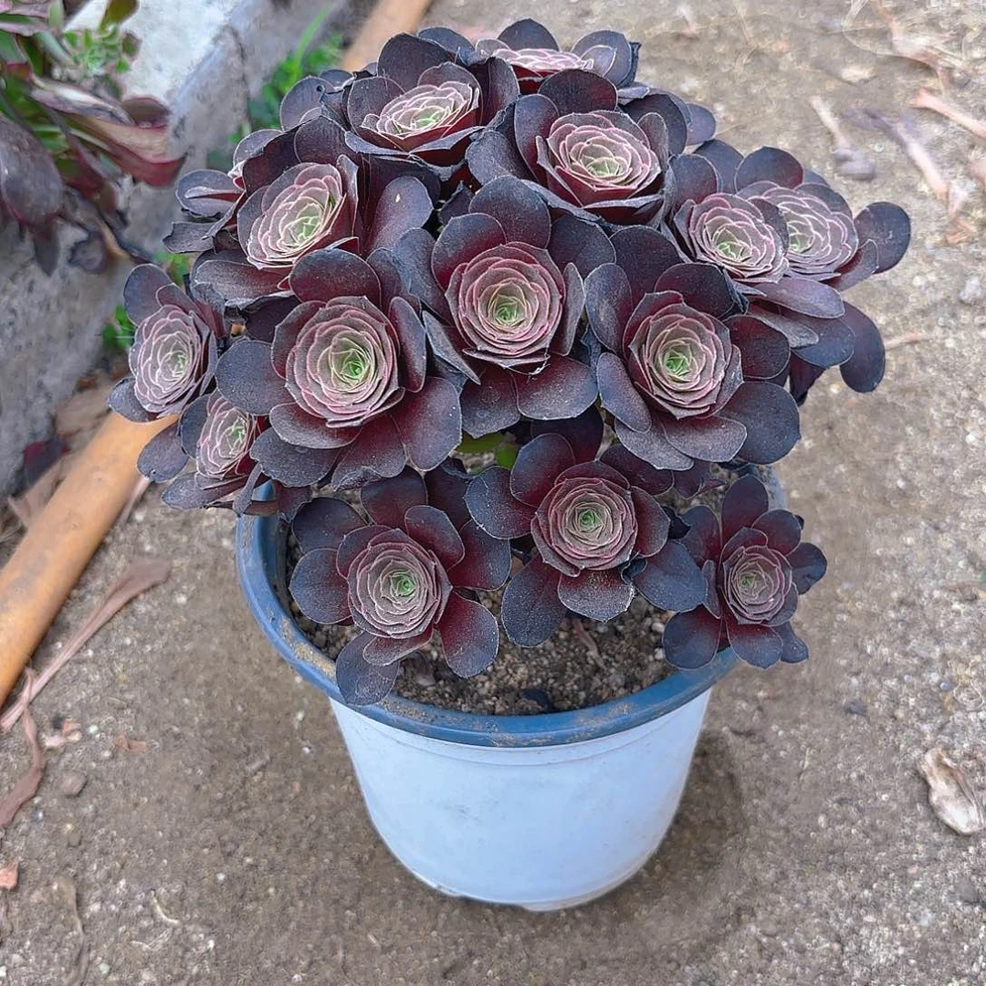 魅金绣球多肉植物