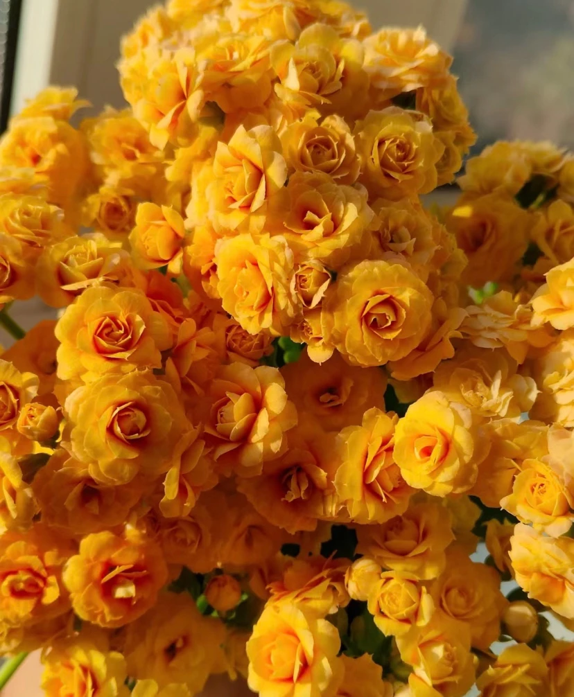 长寿花【月光】精美盆栽