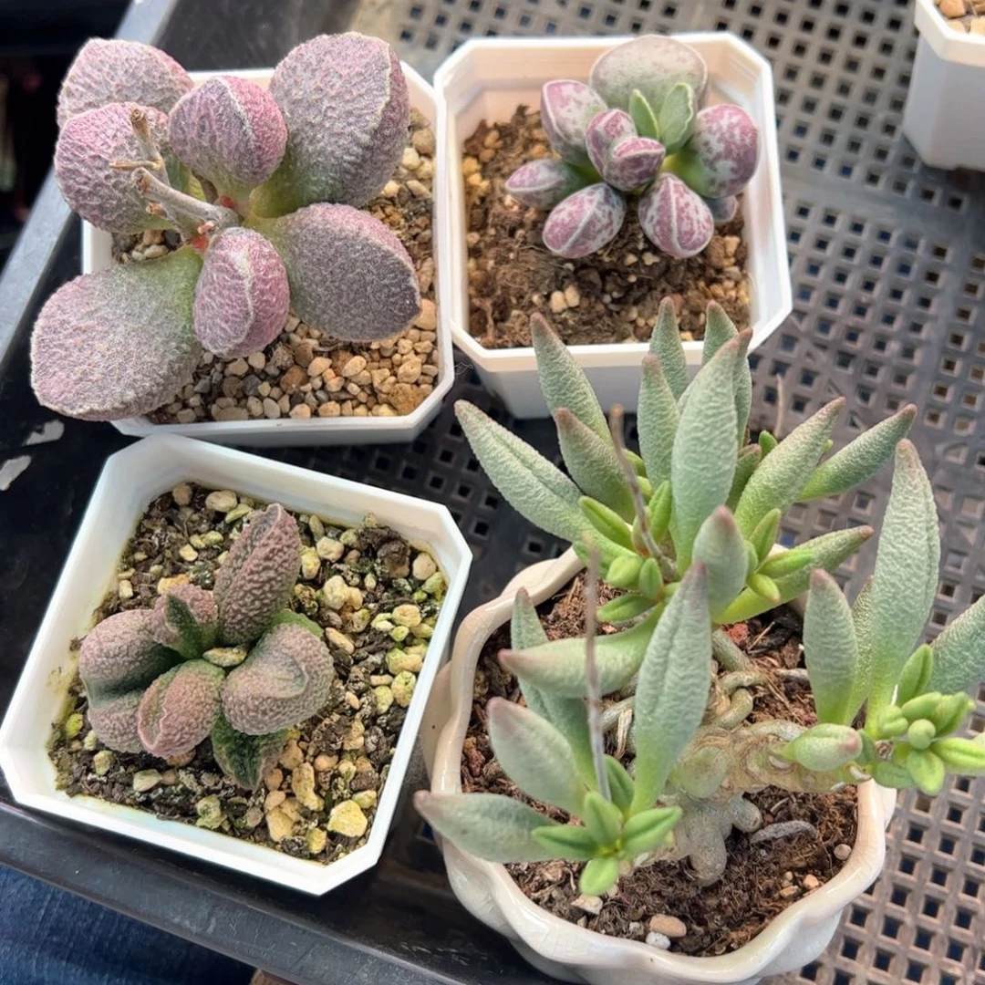 明***园满送。全部配盆。