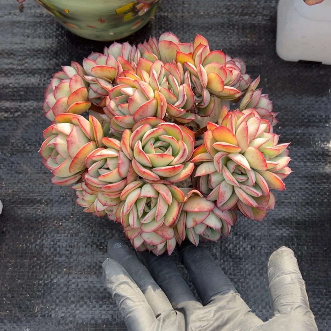 牡丹亭多肉一物一拍