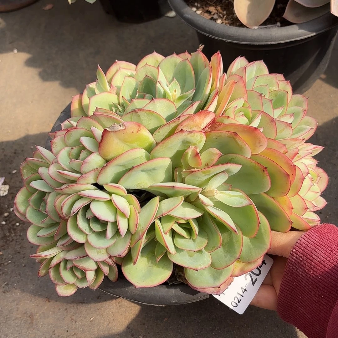 同温层多肉牡丹亭204