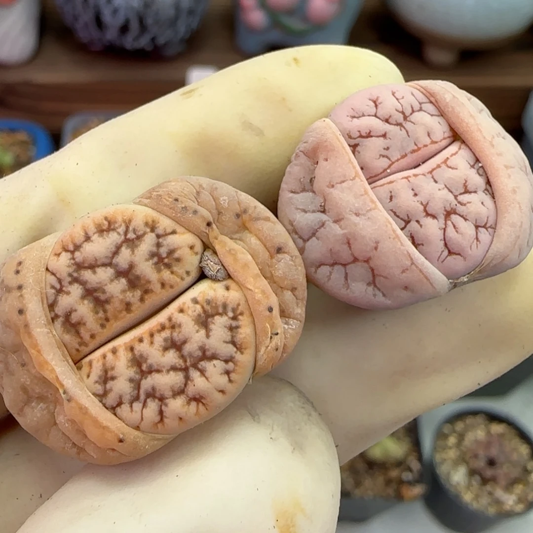 260福利福利福利