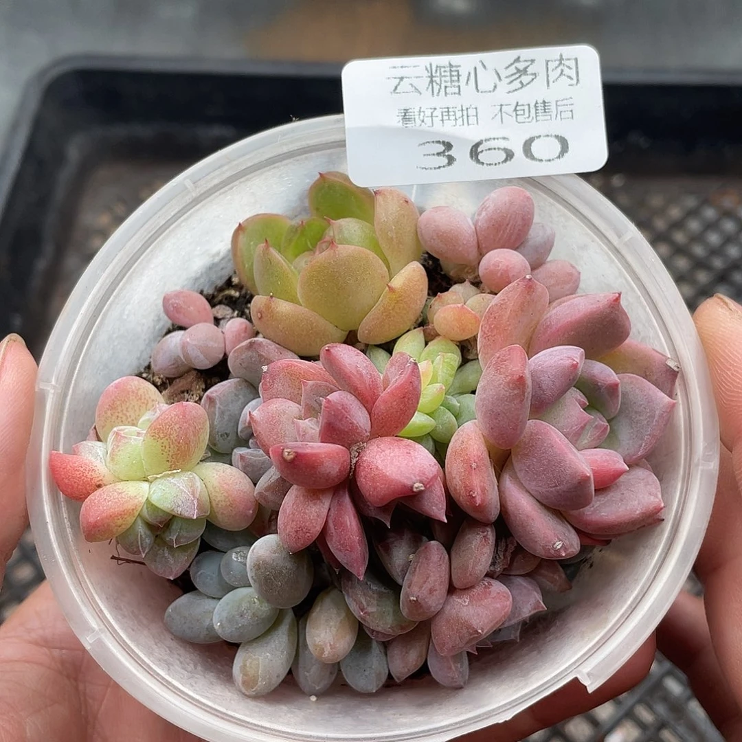 云糖心多肉植物360
