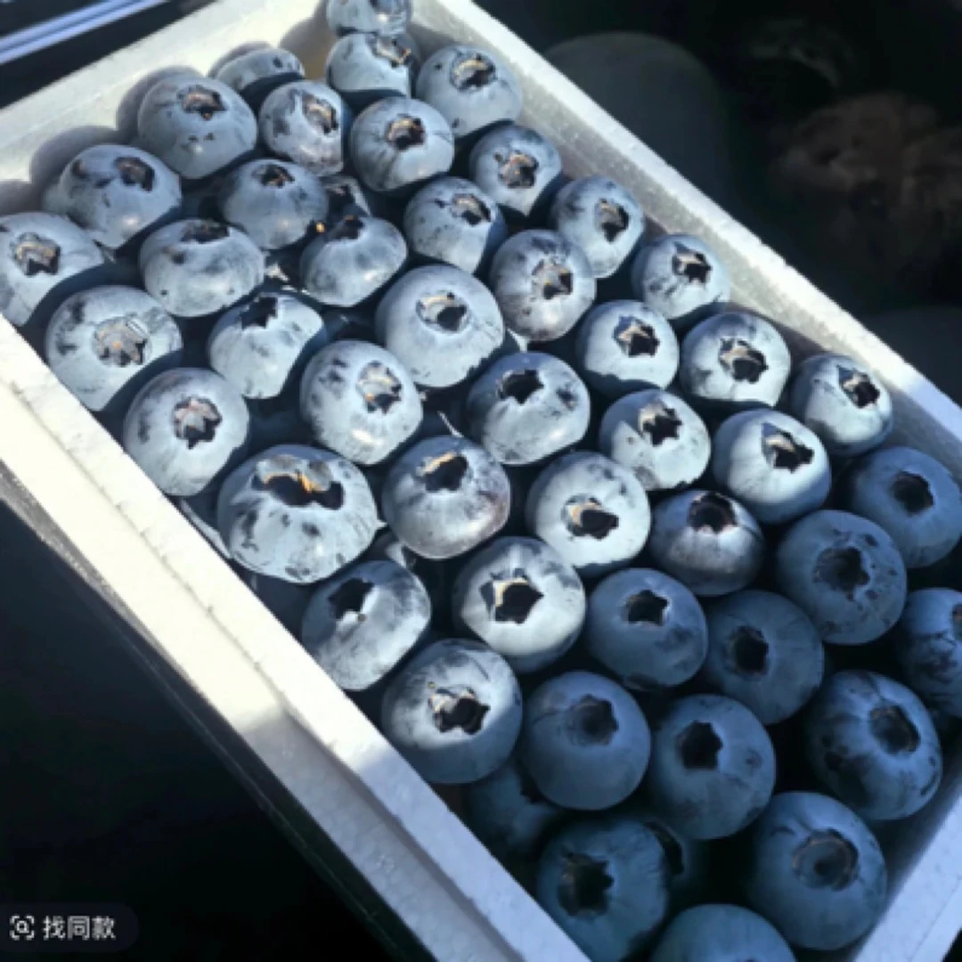 金铭果业丹东L25蓝莓2箱规格15mm1.8斤左右无为蓝莓辽宁省丹东市