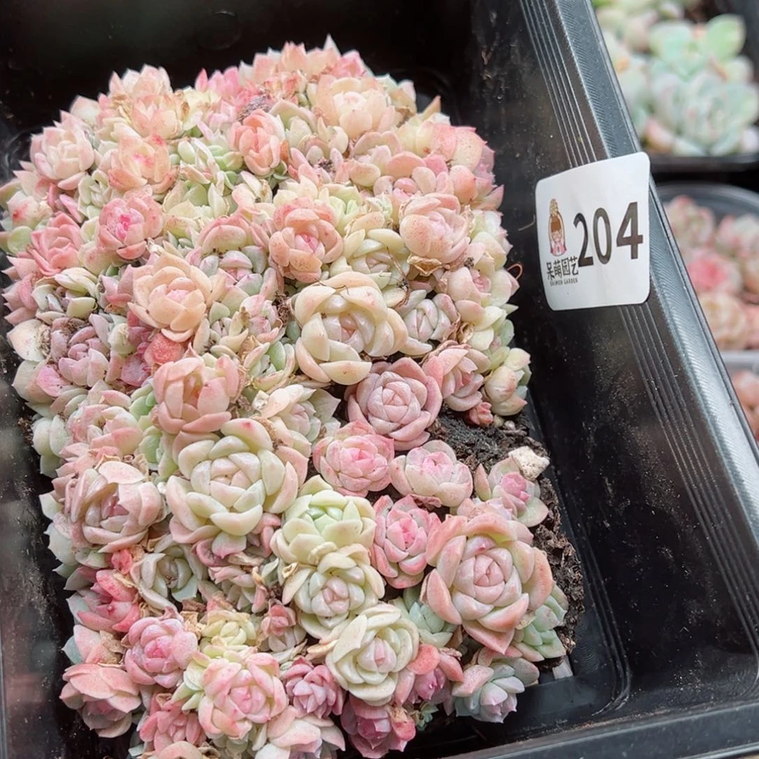 @***?多肉植物多肉植物