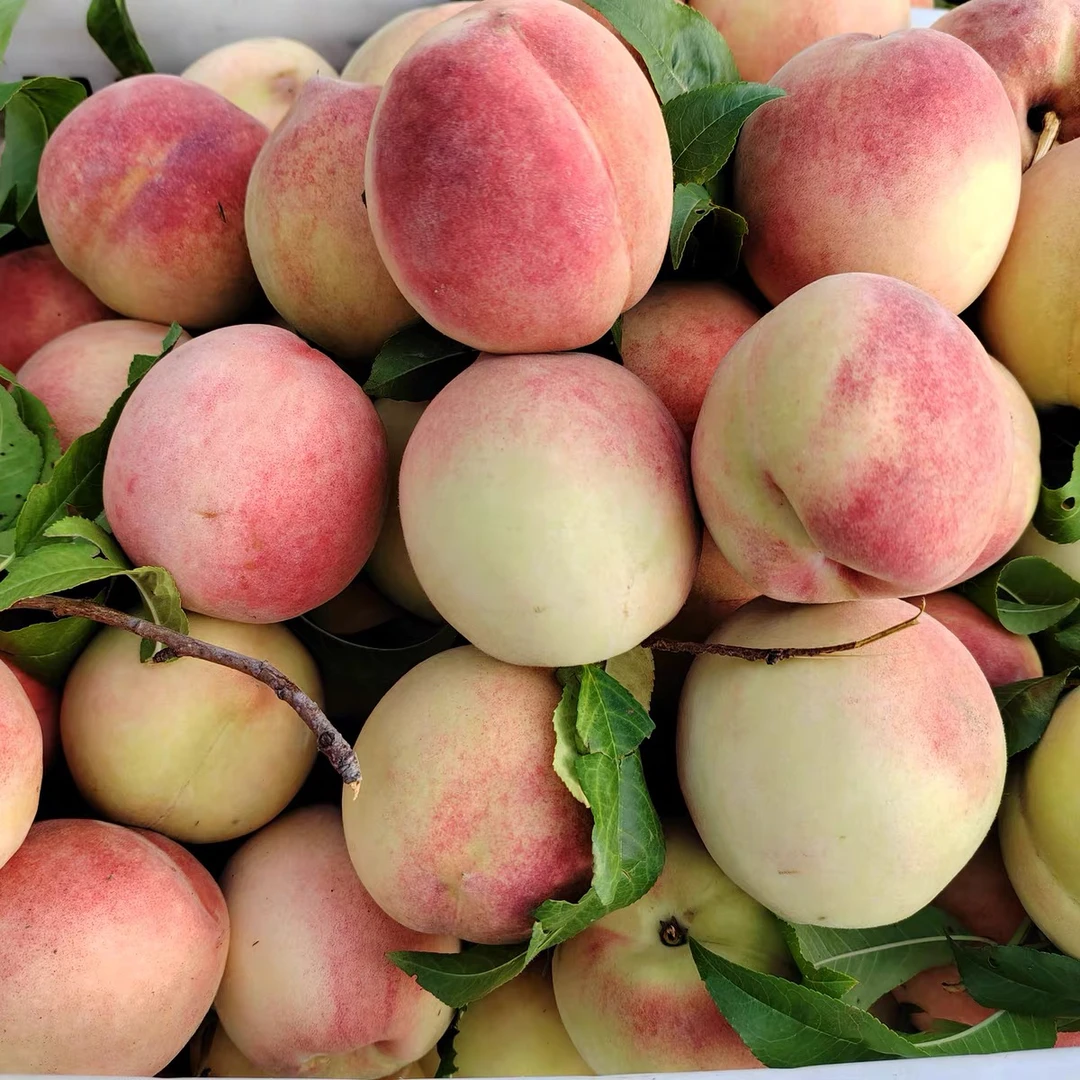 天津本地离核大九宝桃子，现摘现发，顺丰包邮