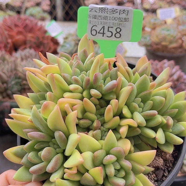 6458贵妃。