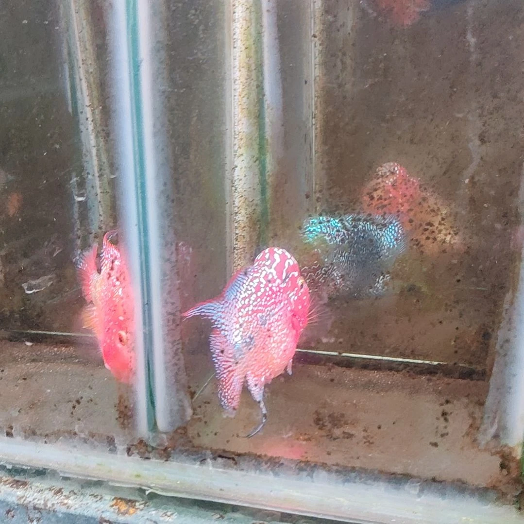 罗汉鱼鱼22222222222