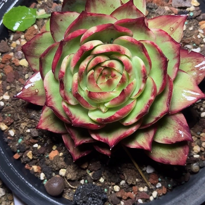 惊鸿仙子多肉植物680