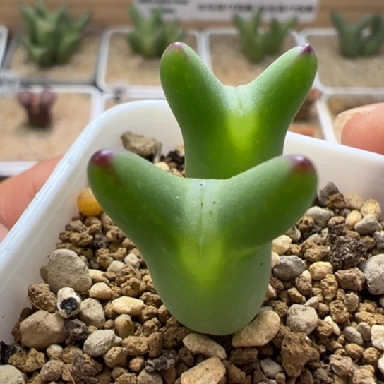 瑕疵福利0136一颗24。