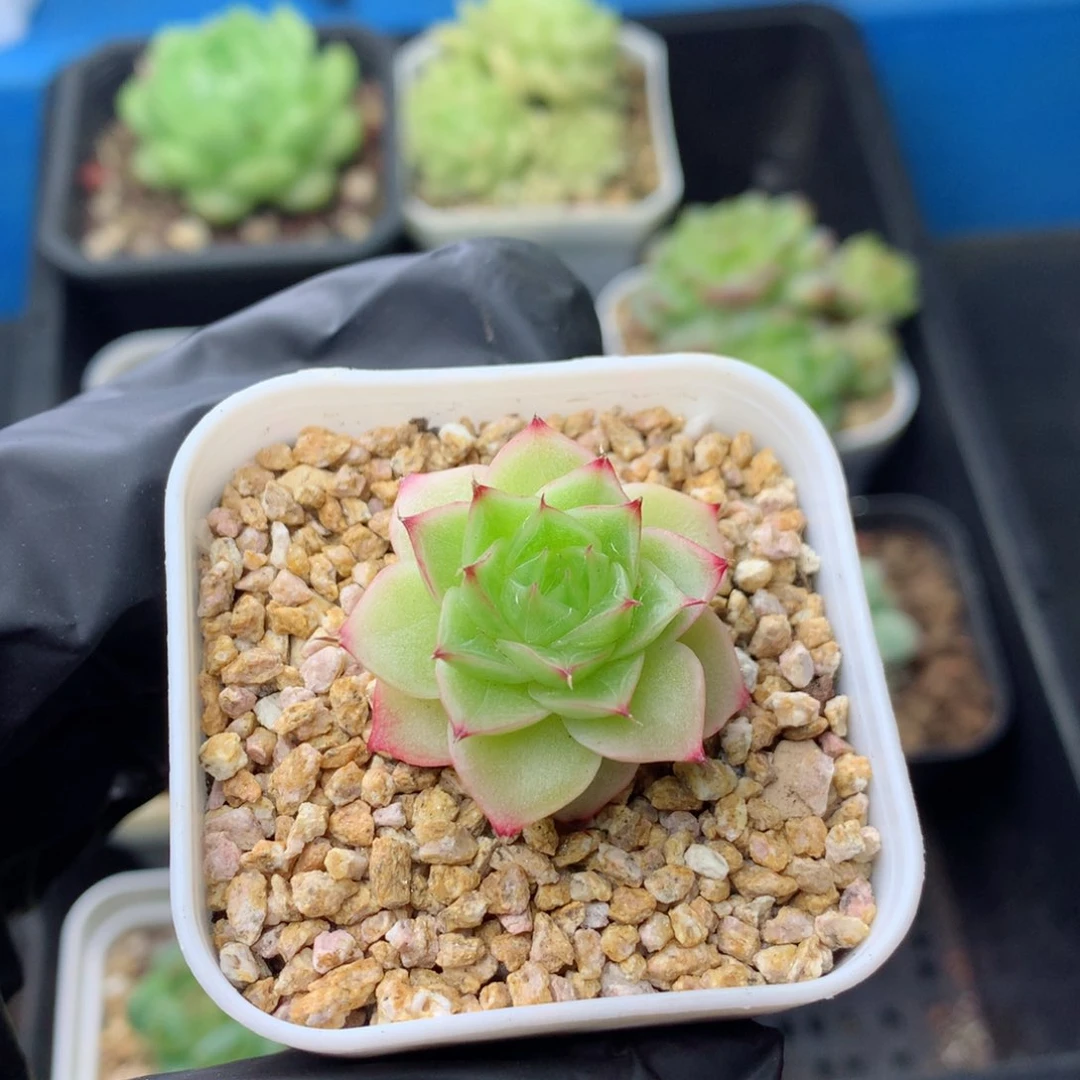 58包邮  群生不包整 120