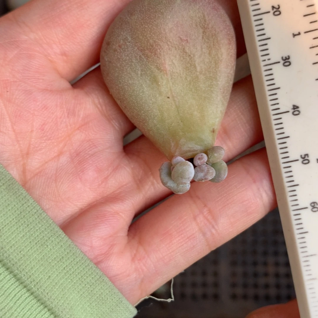 油煎奶酪多肉油煎奶酪