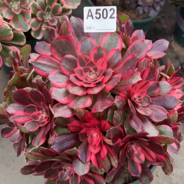 502黑魔锦22厘米左右