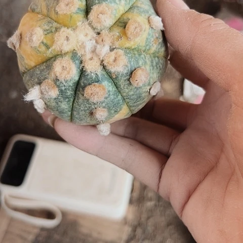 734大尤兜锦嫁接的一个