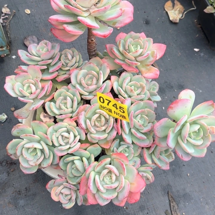 0745无砍老庄白月光