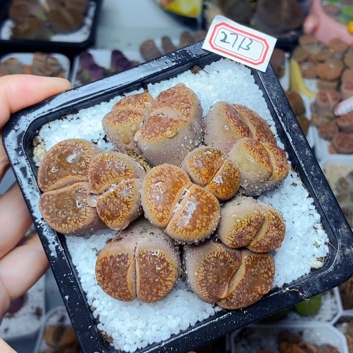 爱**秋樱桃爱妃们的美肉