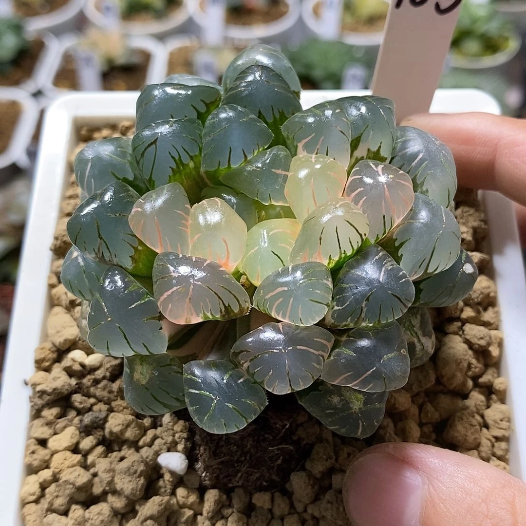 阿****）185 ob冰灯哈哈哈哈哈哈