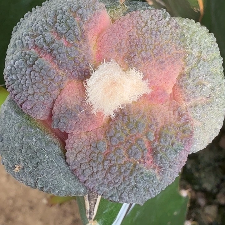 无花朵转接密尤哥斯拉652