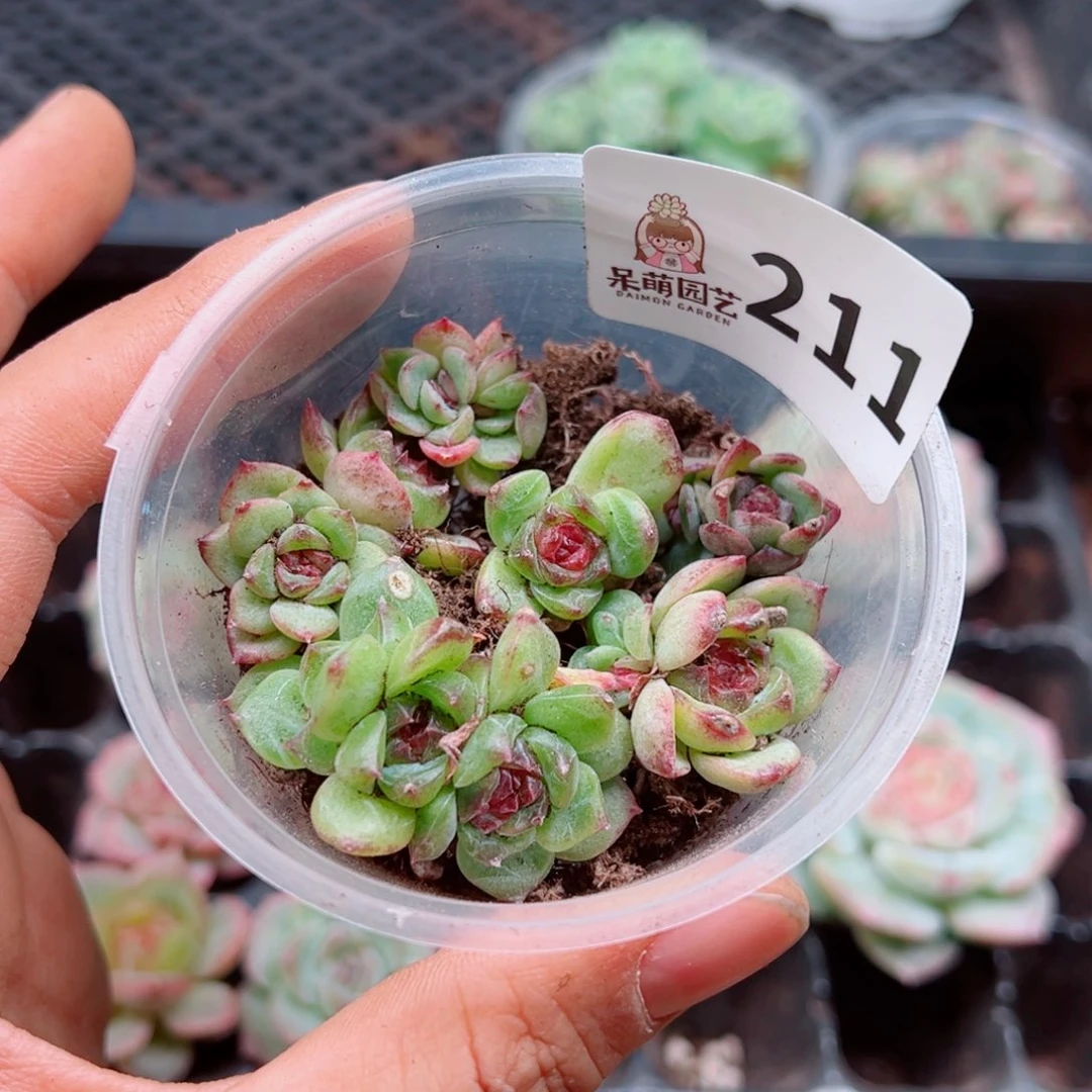 多肉植物多肉植物