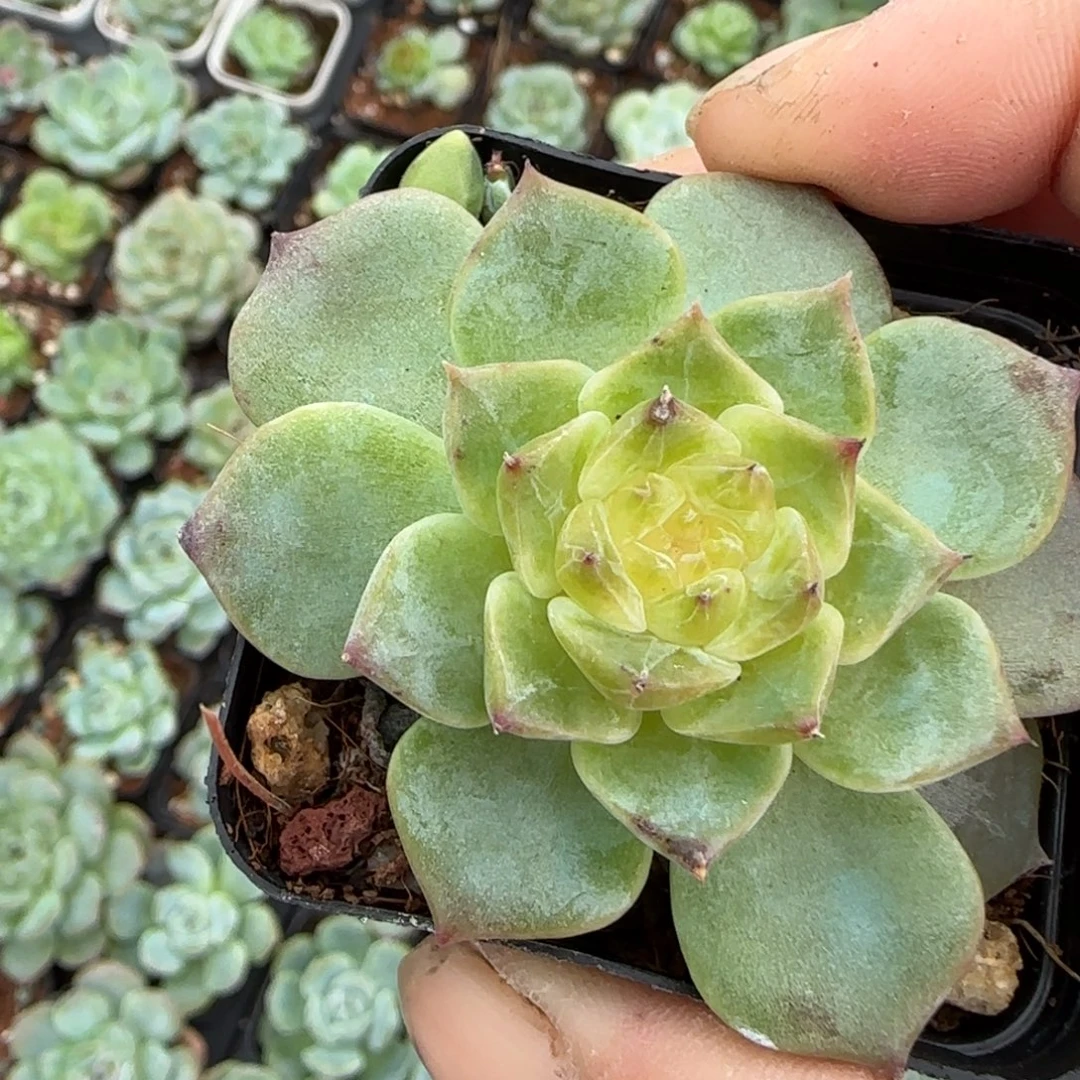 小卡拉米糖心一物一拍