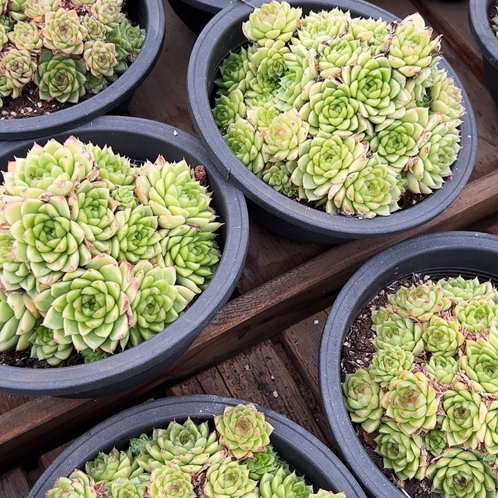 大盆           红女王