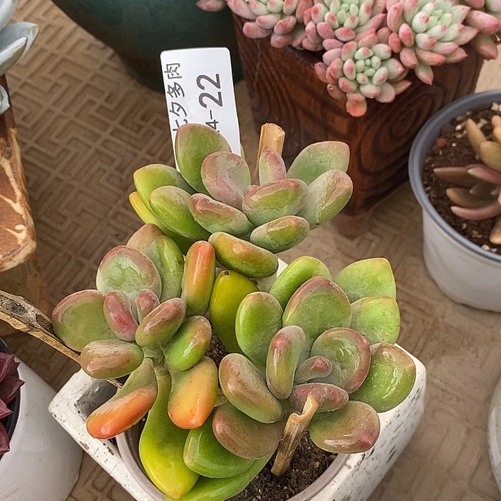 小七夕多肉芒果奶22