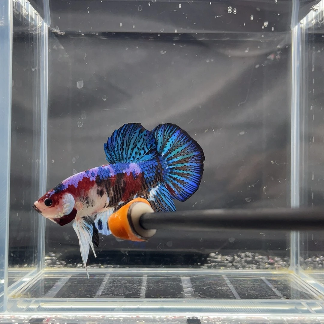 斗鱼12.3 晚 巨斗将军 011