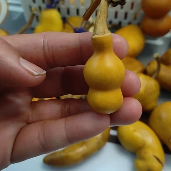 F***凡回来哈哈哈哈哈哈哈