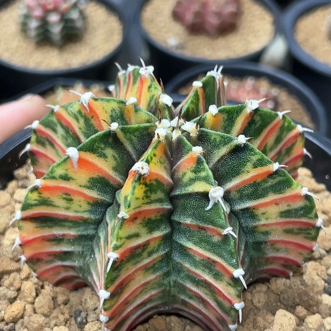 无花朵泰系实生根，黄老虎锦