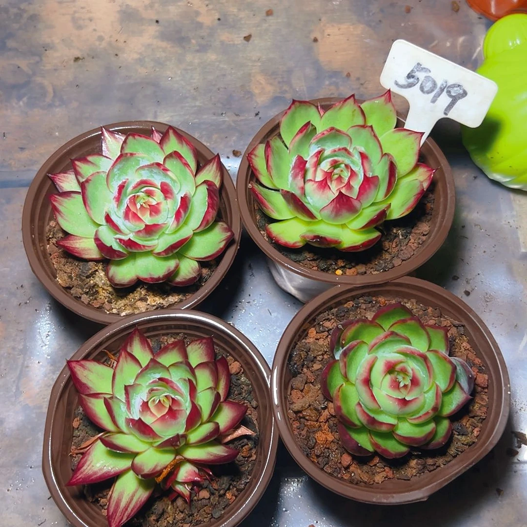 小惊鸿仙子四颗5019号