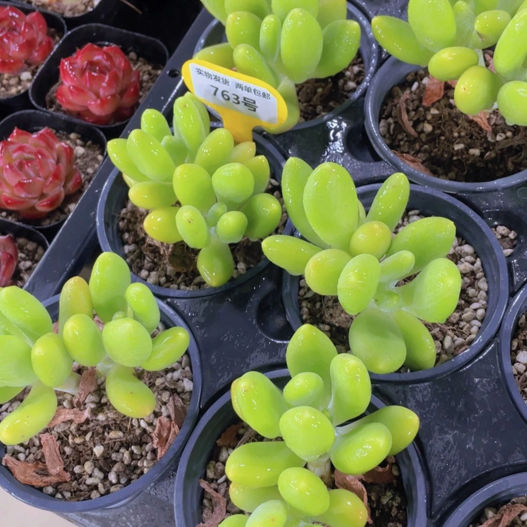 763号 老桩双头起金蝉一个