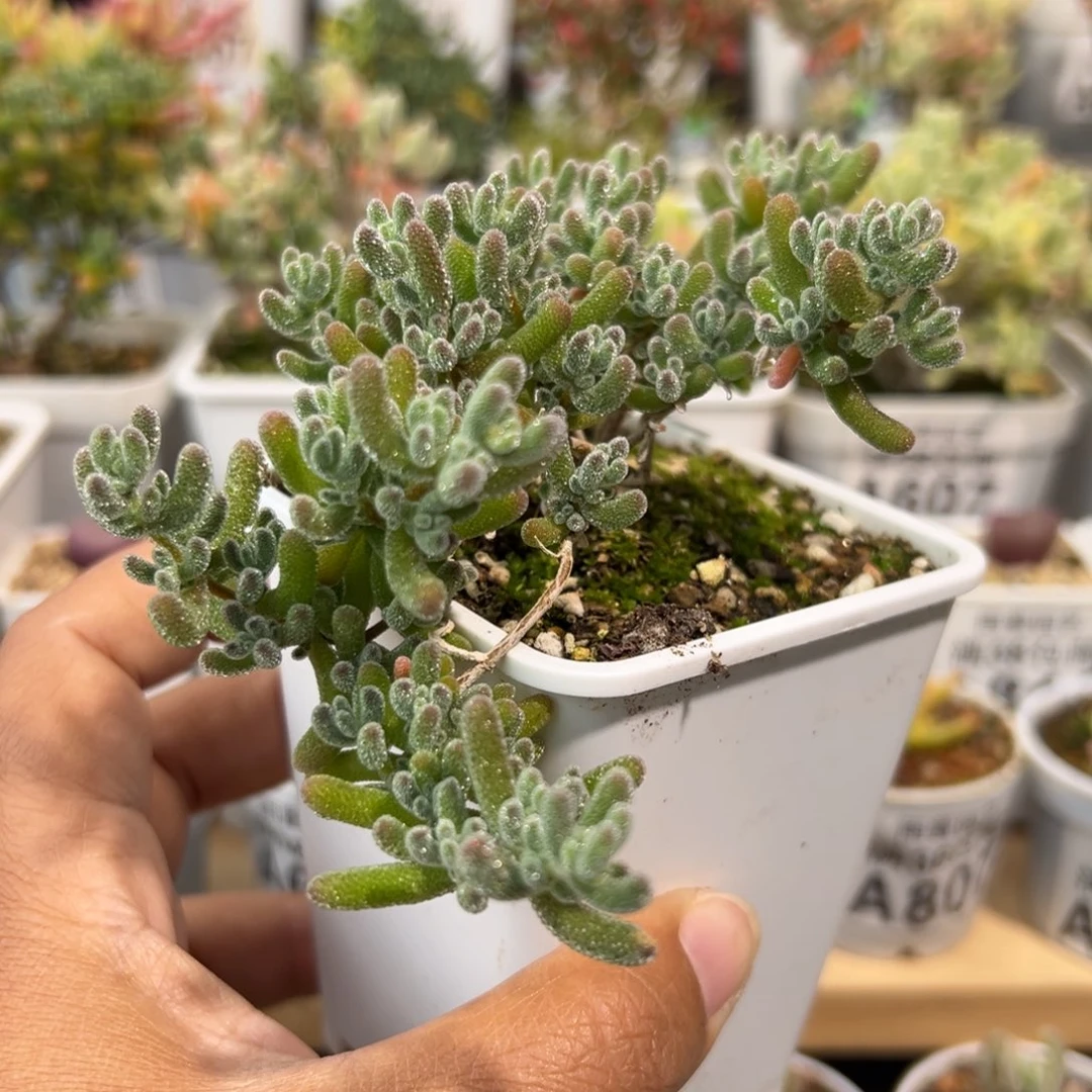 2-993枝干番杏多肉妖桩飘枝老桩冰晶杂