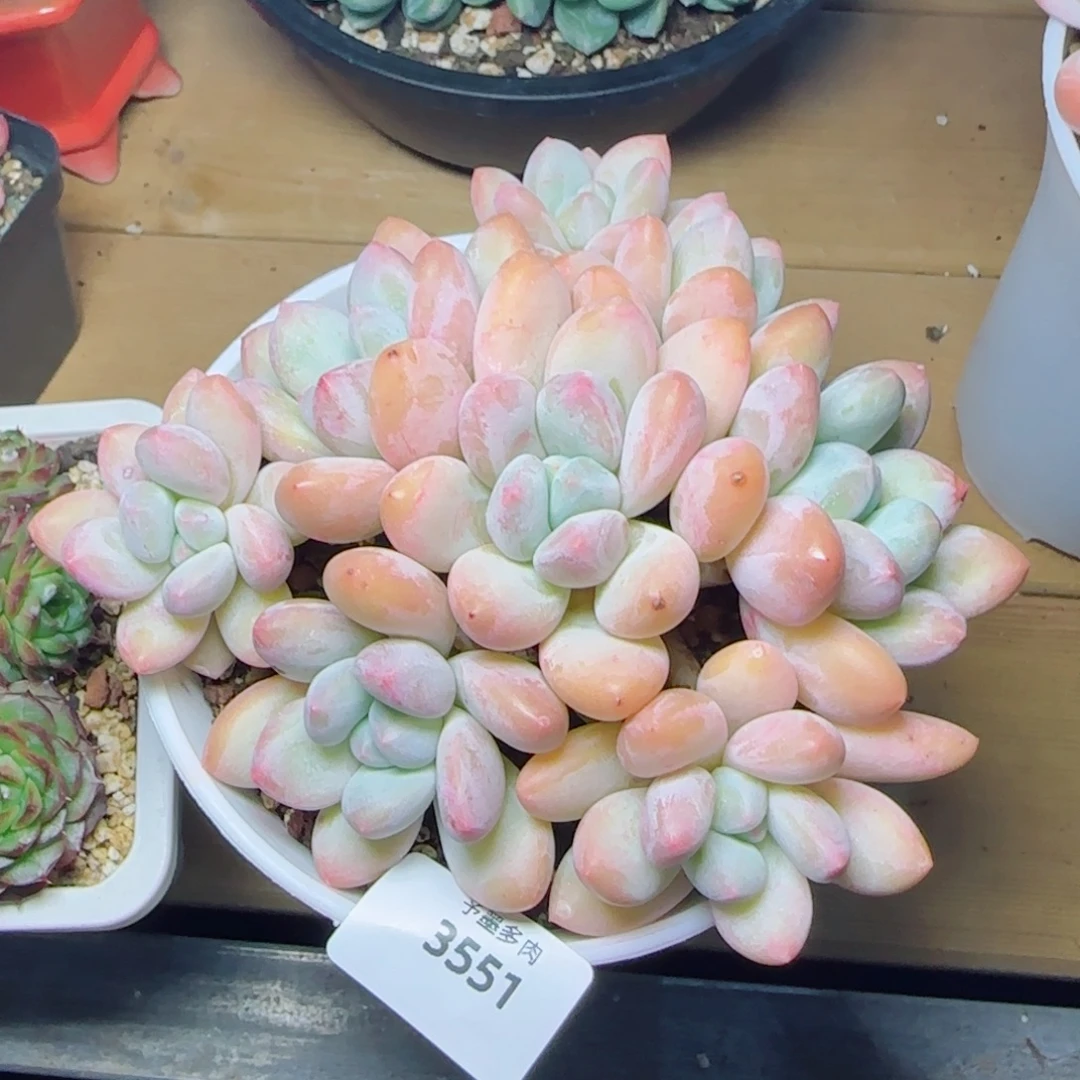 香水无砍，3551多肉植物