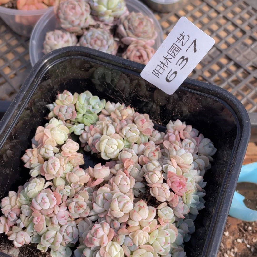 多肉植物多肉植物637