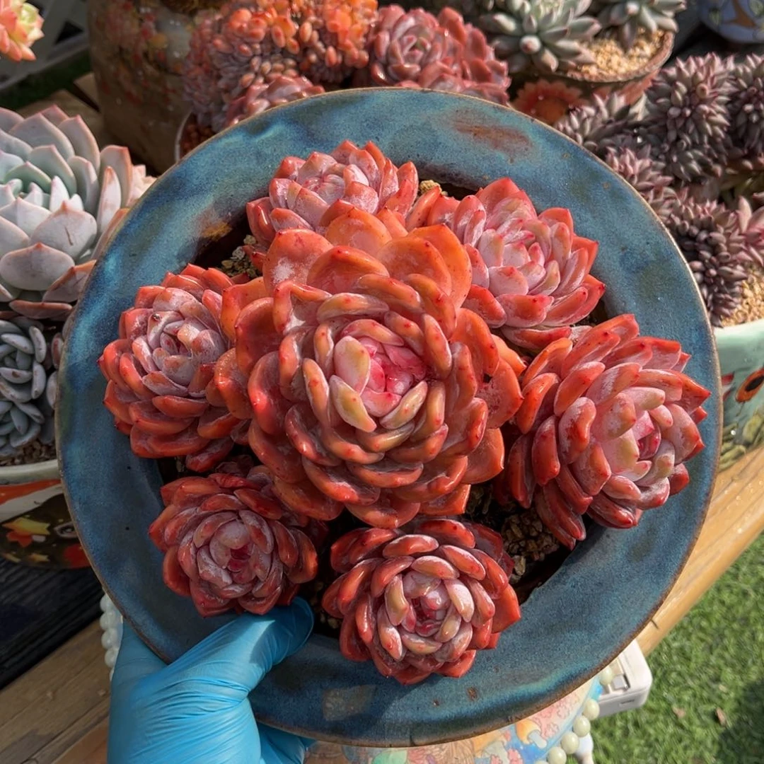 韩橙无砍捧花一物一拍