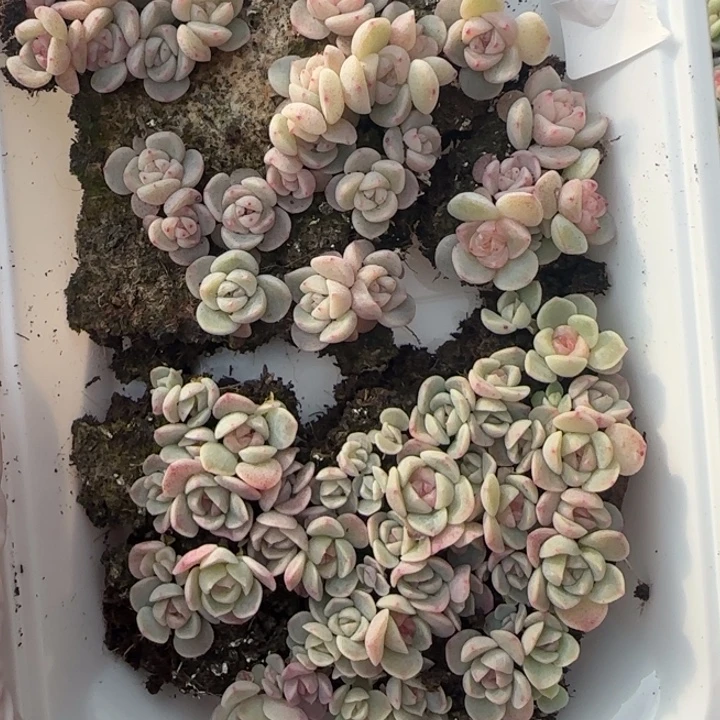 32王者系列多肉一盒