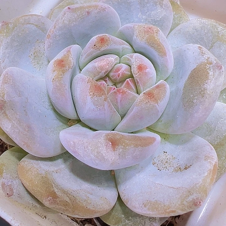 石榴子19包邮多肉植物