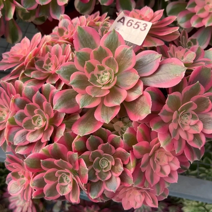 653粉女巫23厘米左右