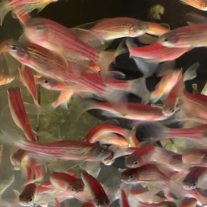 斑马鱼蝶翼斑马10混色