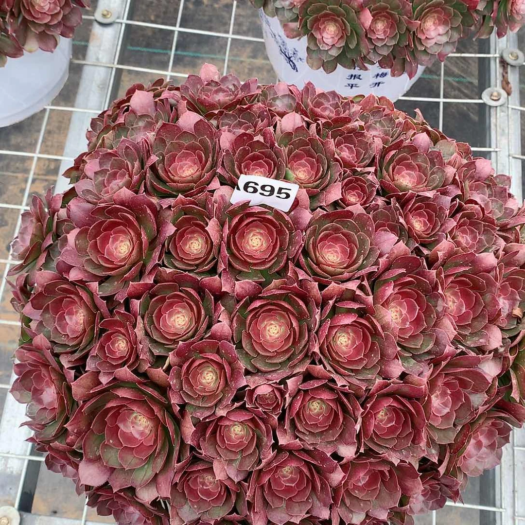 叶*?695.沙拉碗多肉植物