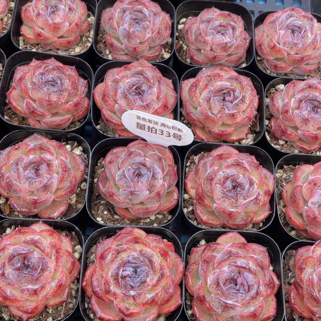 量拍33号全状态丸叶黑橙单头一个