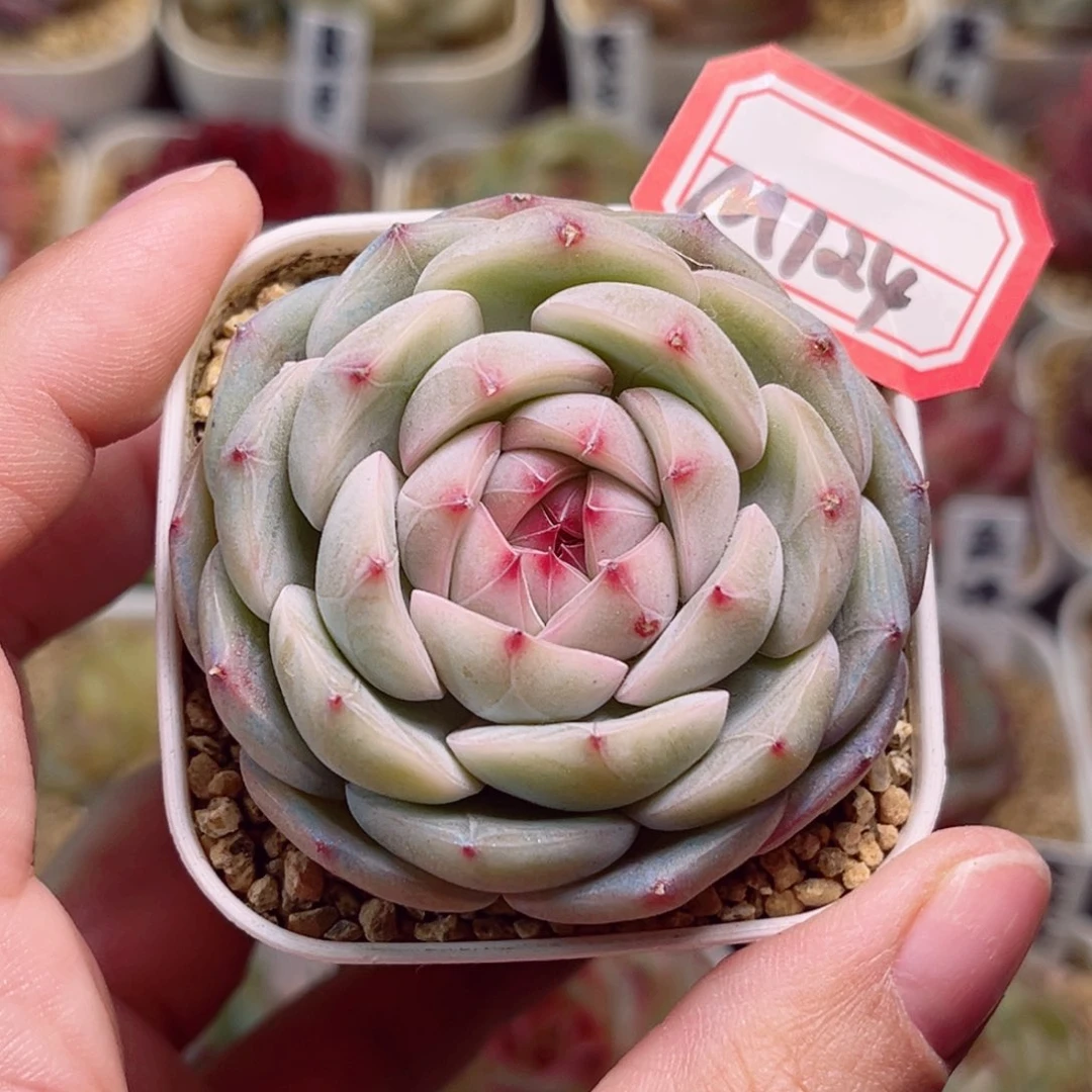 M124一物一拍 元宵