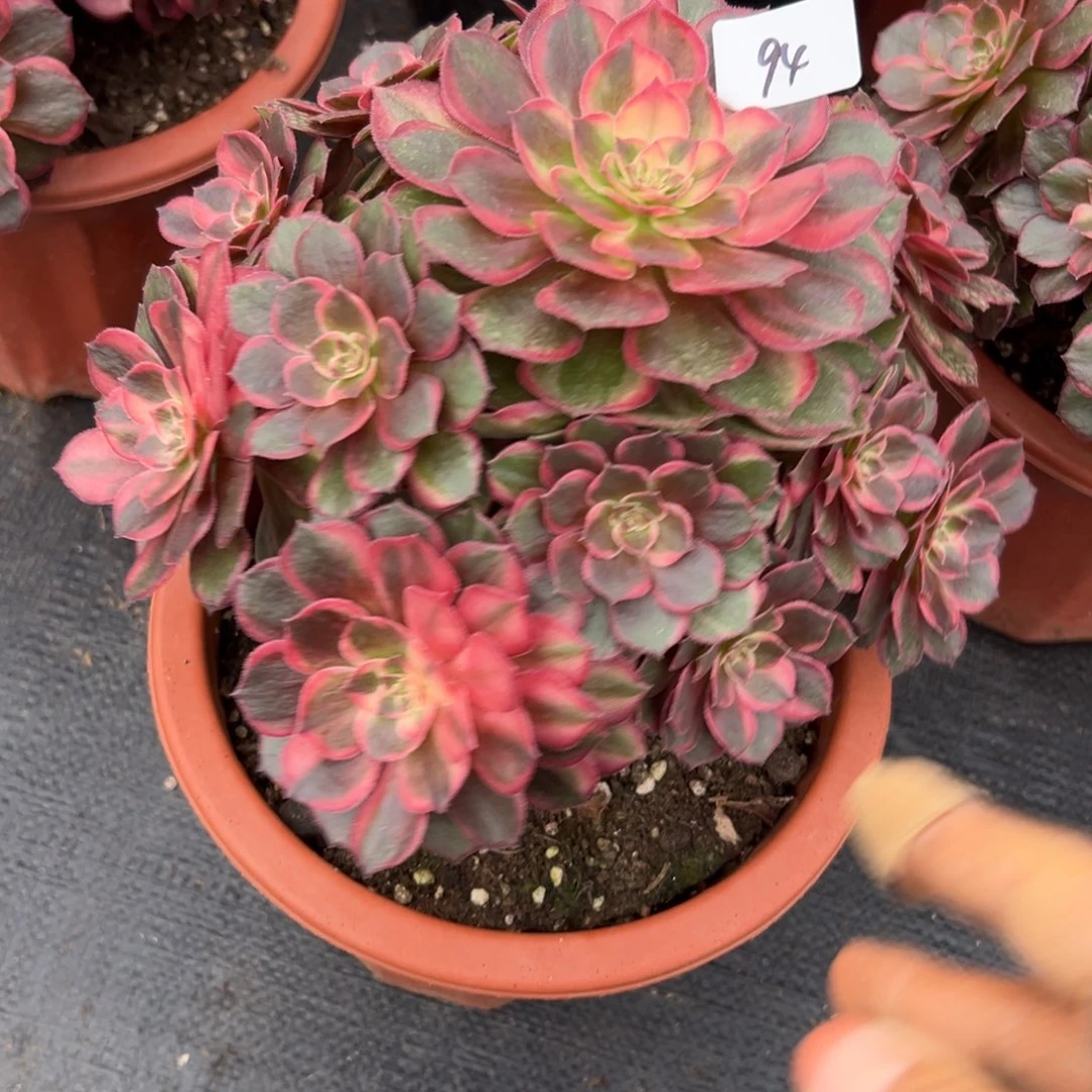 94黑魔锦多肉植物系