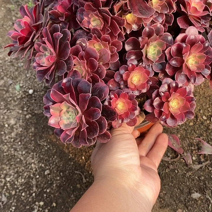 多肉植物美杜莎588多肉