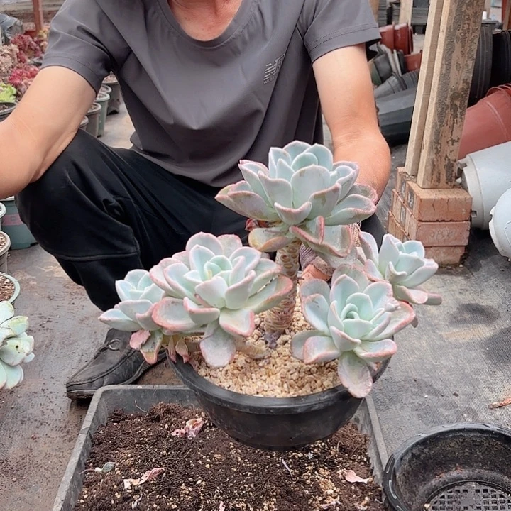 美尻老桩群生无砍多肉